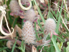Trifolium sylvaticum