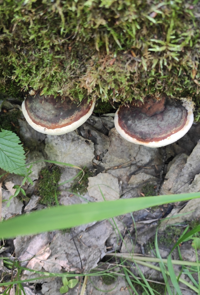 Fomitopsis pinicola · July 2021 · photo: © wrrite (iNaturalist, cc-by)