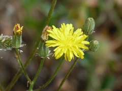 Crepis vesicaria taraxacifolia