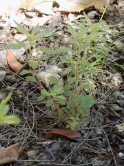 Parietaria pensylvanica