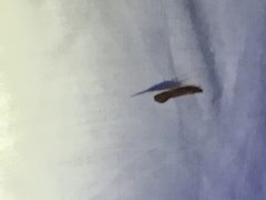 Apache californicum