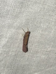 Apache californicum