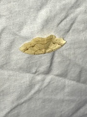 Nematocampa brehmeata