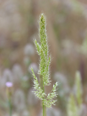 Trisetum flavescens