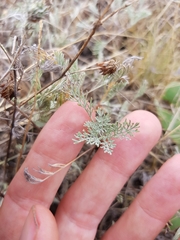 Artemisia santonicum