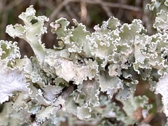 Parmotrema hypoleucinum