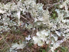Parmotrema hypoleucinum