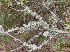 Parmotrema hypoleucinum