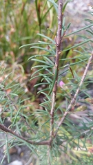 Gompholobium scabrum