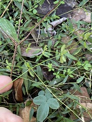 Galium leptogonium