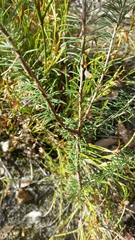 Gompholobium scabrum