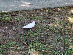 Columba livia domestica