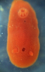 Aldisa sanguinea