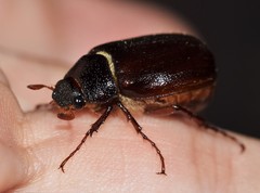 Phyllophaga