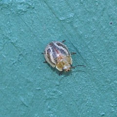 Paropsisterna semifumata