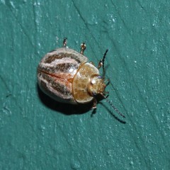 Paropsisterna semifumata