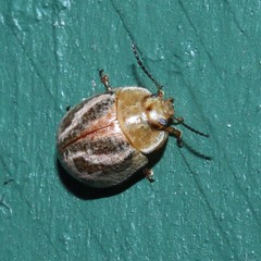 Paropsisterna semifumata