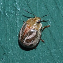 Paropsisterna semifumata