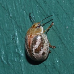 Paropsisterna semifumata