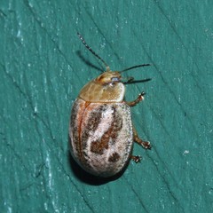 Paropsisterna semifumata