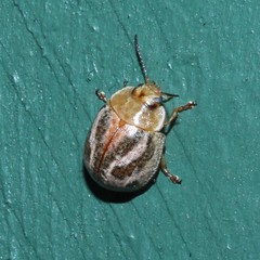 Paropsisterna semifumata