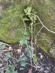 Alchornea ilicifolia