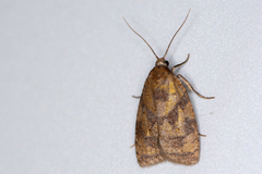 Sparganothis pilleriana