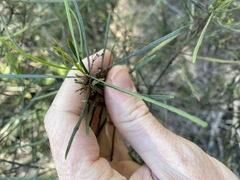Dodonaea stenophylla