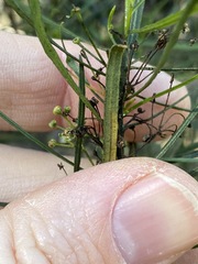 Dodonaea stenophylla