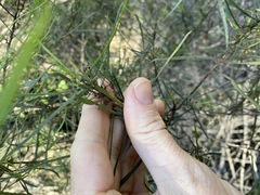 Dodonaea stenophylla