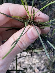 Dodonaea stenophylla