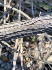 Dodonaea stenophylla