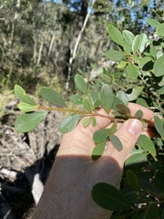 Erythroxylum australe