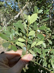 Erythroxylum australe