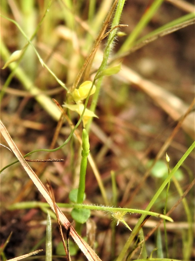 Utricularia scandens Benj.