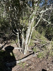 Erythroxylum australe