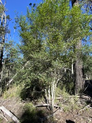 Erythroxylum australe