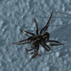 Artoriopsis