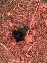 Calisoga longitarsis