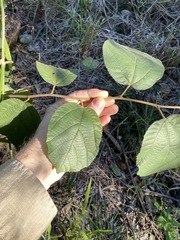 Grewia latifolia
