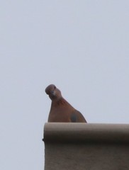 Streptopelia senegalensis