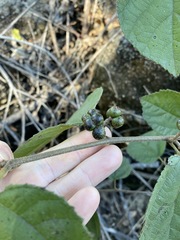 Grewia latifolia