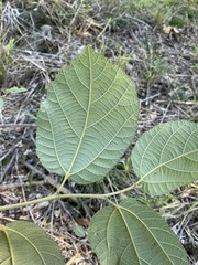 Grewia latifolia