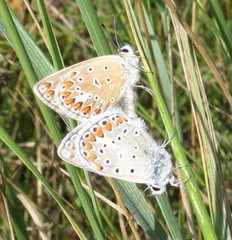 Polyommatus thersites