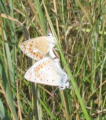 Polyommatus thersites