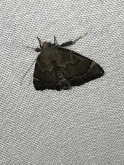 Hypsopygia phoezalis