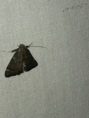 Hypsopygia phoezalis
