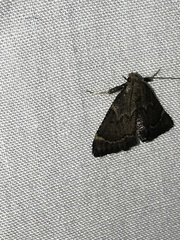 Hypsopygia phoezalis