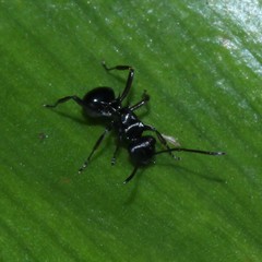 Polyrhachis clio