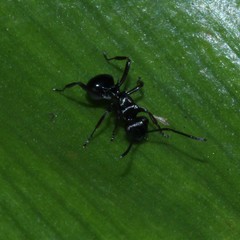 Polyrhachis clio